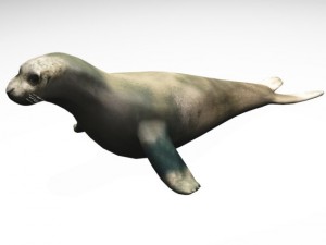 seal 3D Модель