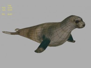 foca Modello 3D