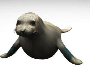 foca Modello 3D