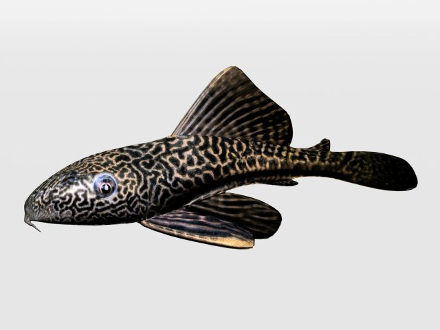 catfish 3D Model .c4d .max .obj .3ds .fbx .stl .blend 
