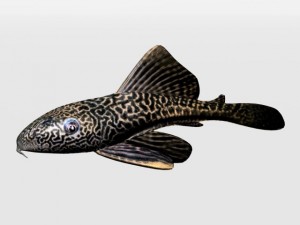 catfish 3D Model