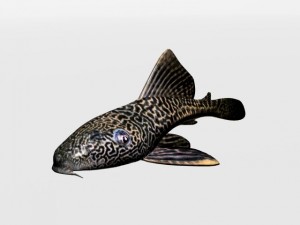catfish 3D Model