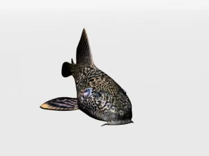 catfish 3D Model