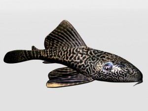 catfish 3D Model