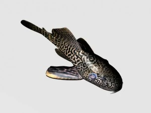 catfish 3D Model
