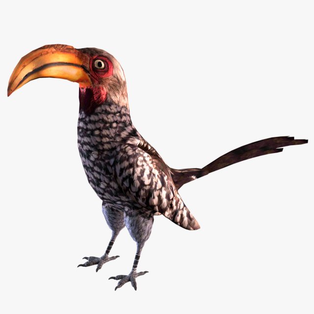 Yellow-Billed Hornbill 3D Model .c4d .max .obj .3ds .fbx .stl .blend 