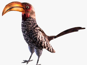 Yellow-Billed Hornbill 3D-Modell