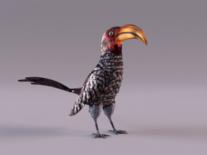 Yellow-Billed Hornbill 3D Model