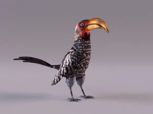 Yellow-Billed Hornbill 3D Model
