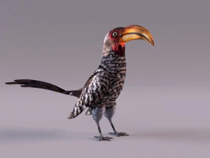 Yellow-Billed Hornbill 3D Model