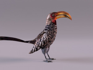 Yellow-Billed Hornbill 3D Model