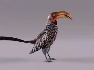Yellow-Billed Hornbill 3D Model