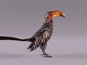 Yellow-Billed Hornbill 3D Model