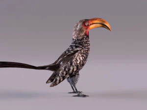 Yellow-Billed Hornbill 3D Model