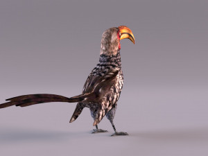 Yellow-Billed Hornbill 3D Model