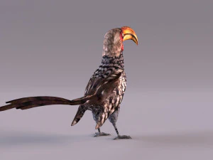 Yellow-Billed Hornbill 3D Model