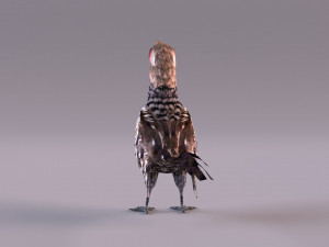Yellow-Billed Hornbill 3D Model