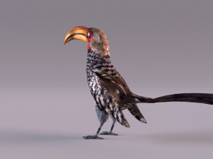 Yellow-Billed Hornbill 3D Model