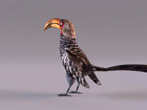 Yellow-Billed Hornbill 3D Model