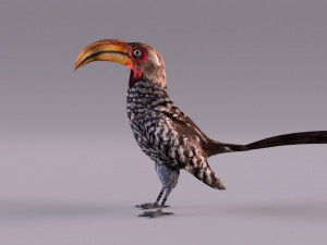 Yellow-Billed Hornbill 3D Model