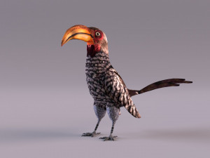 Yellow-Billed Hornbill 3D Model