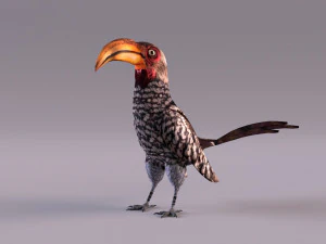 Yellow-Billed Hornbill 3D Model