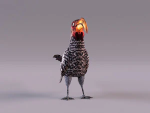 Yellow-Billed Hornbill 3D Model