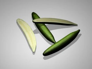 concombre Modèle 3D