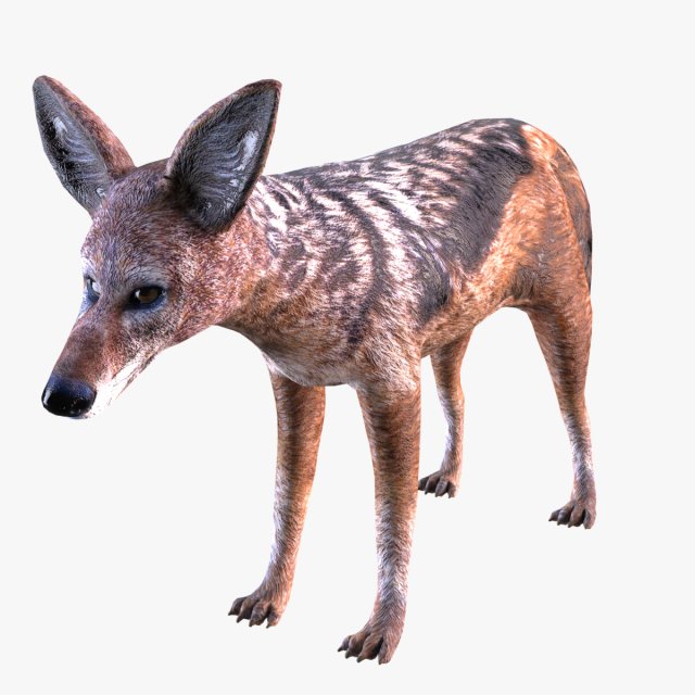 Jackal 3D-Modell .c4d .max .obj .3ds .fbx .stl .blend 