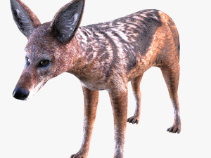 Jackal 3D Model