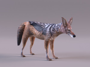 Jackal 3D-Modell