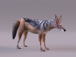 Jackal 3D-Modell