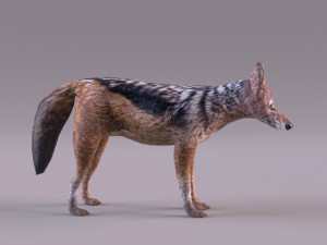 Jackal 3D-Modell
