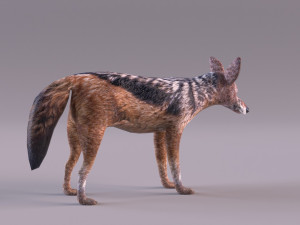 Jackal 3D-Modell