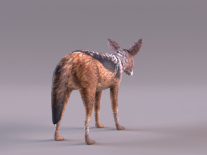 Jackal 3D-Modell