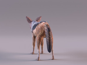 Jackal 3D-Modell