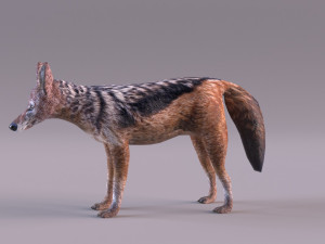 Jackal 3D-Modell