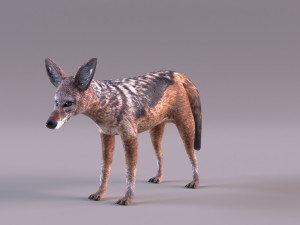 Jackal 3D-Modell
