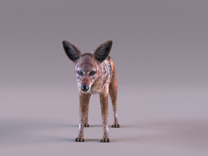 Jackal 3D-Modell