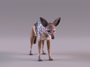 Jackal 3D-Modell