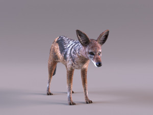 Jackal 3D-Modell