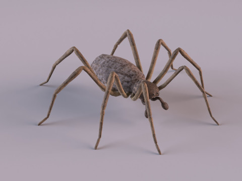 Crab spider 3Dモデル