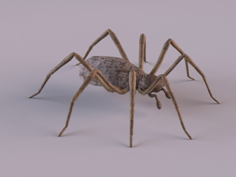 Crab spider 3Dモデル