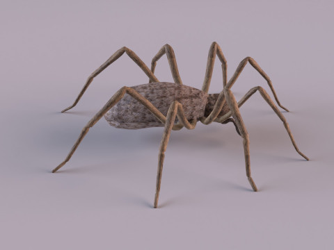 Crab spider 3Dモデル