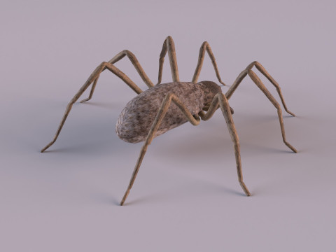 Crab spider 3Dモデル