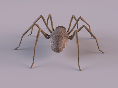Crab spider 3Dモデル