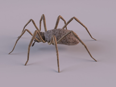 Crab spider 3Dモデル