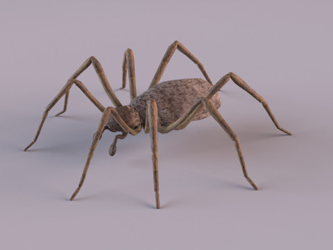 Crab spider 3Dモデル