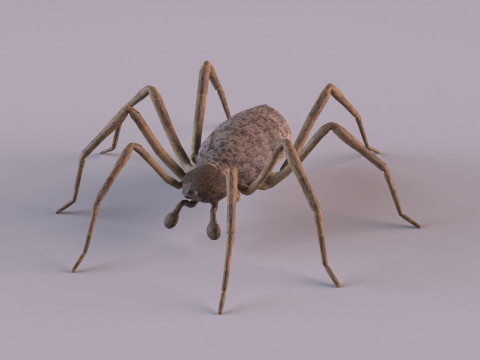 Crab spider 3Dモデル