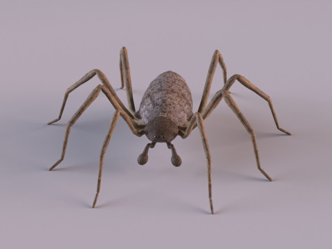 Crab spider 3Dモデル
